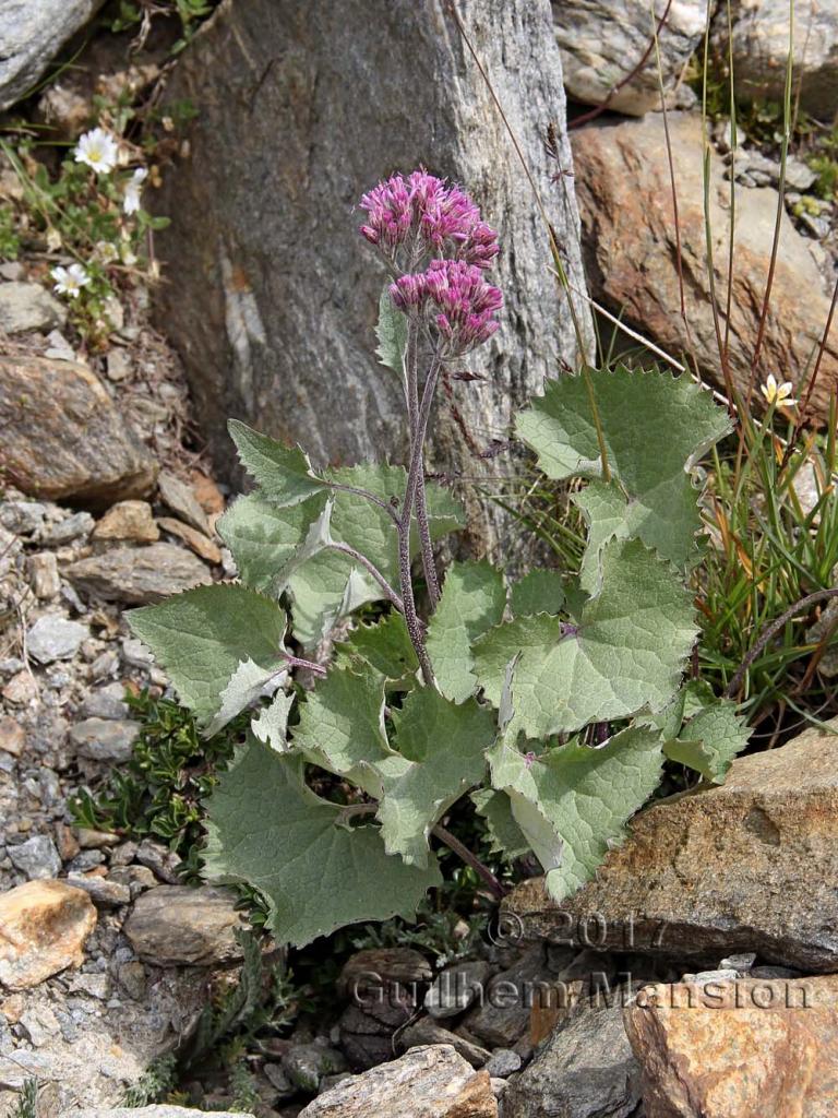 Adenostyle leucophylla