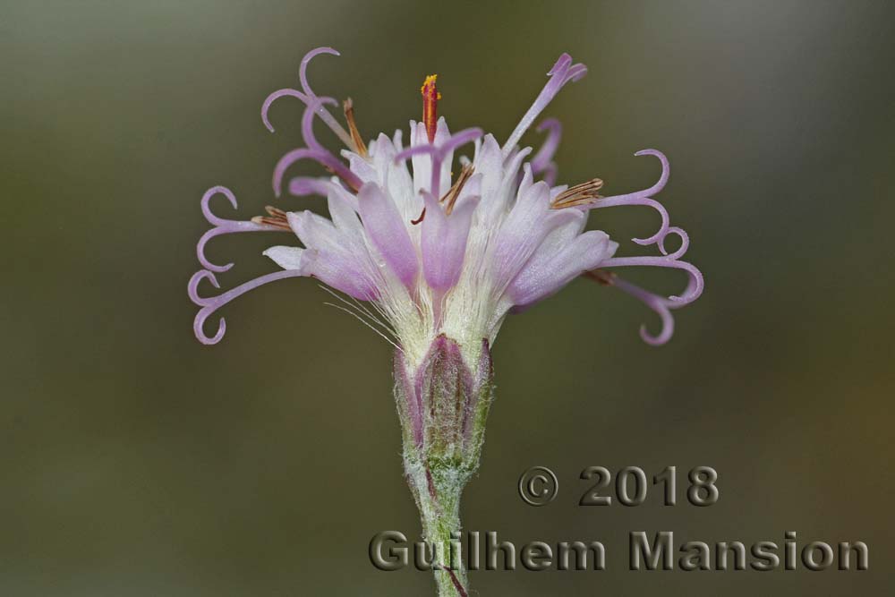 Adenostyles leucophylla