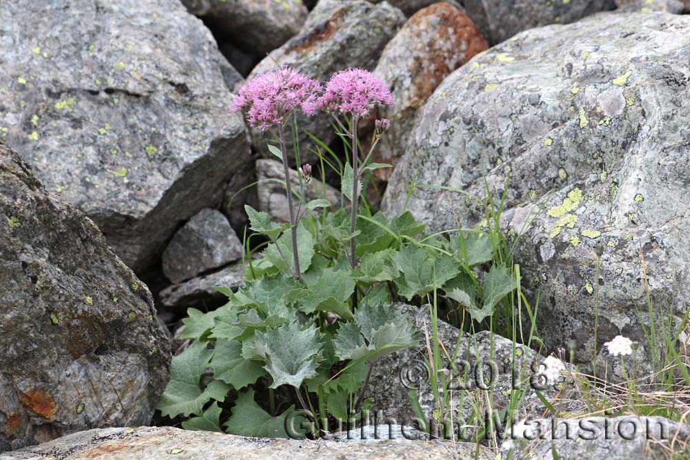 Adenostyles leucophylla