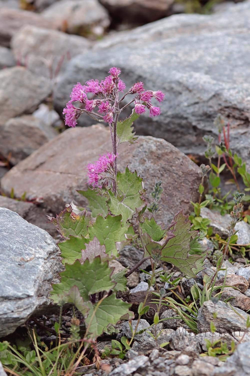 Adenostyles leucophylla