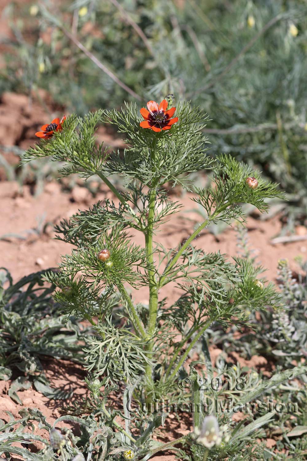 Adonis aestivalis