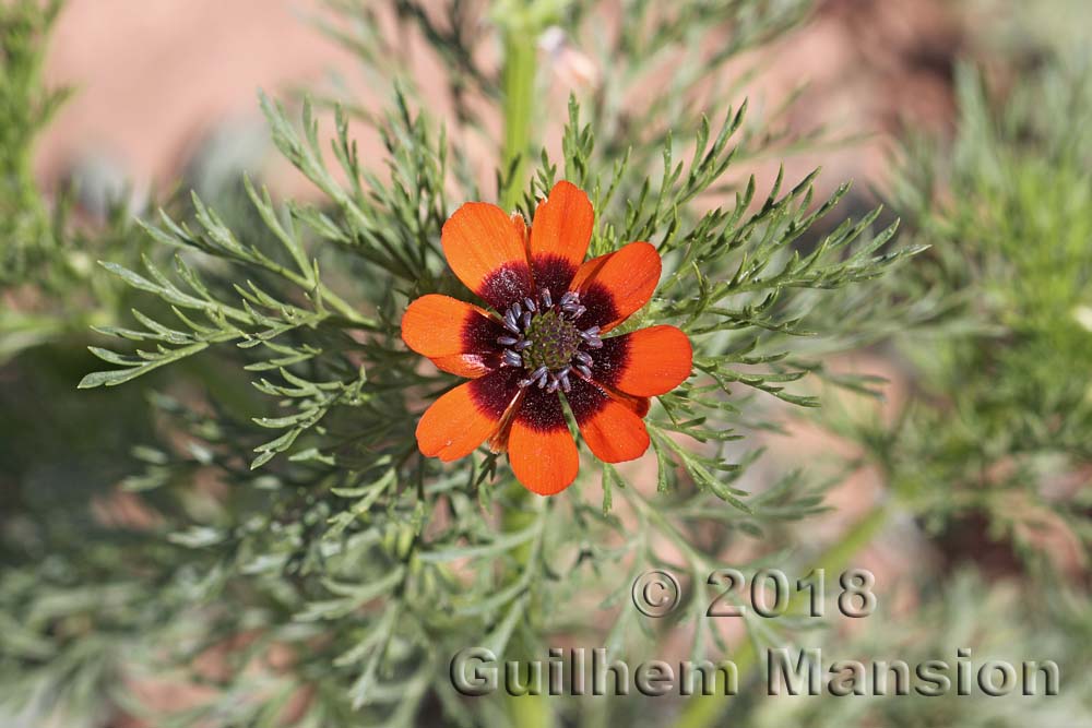 Adonis aestivalis