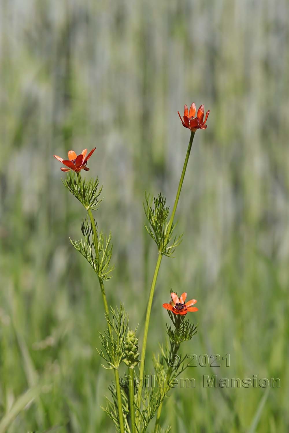 Adonis aestivalis