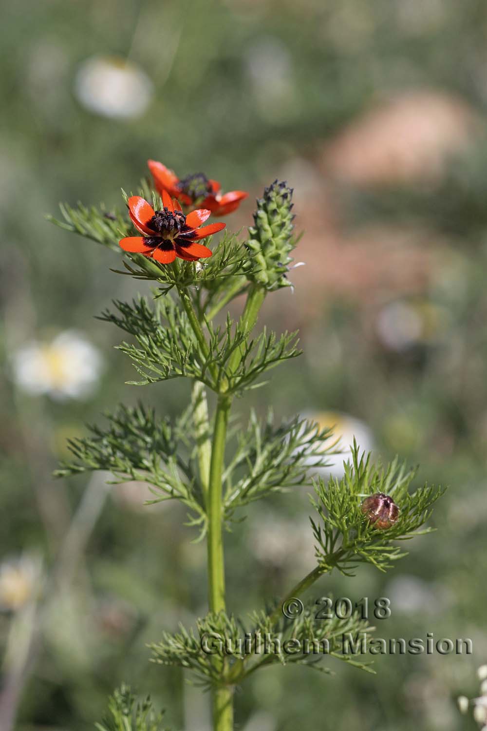 Adonis aestivalis