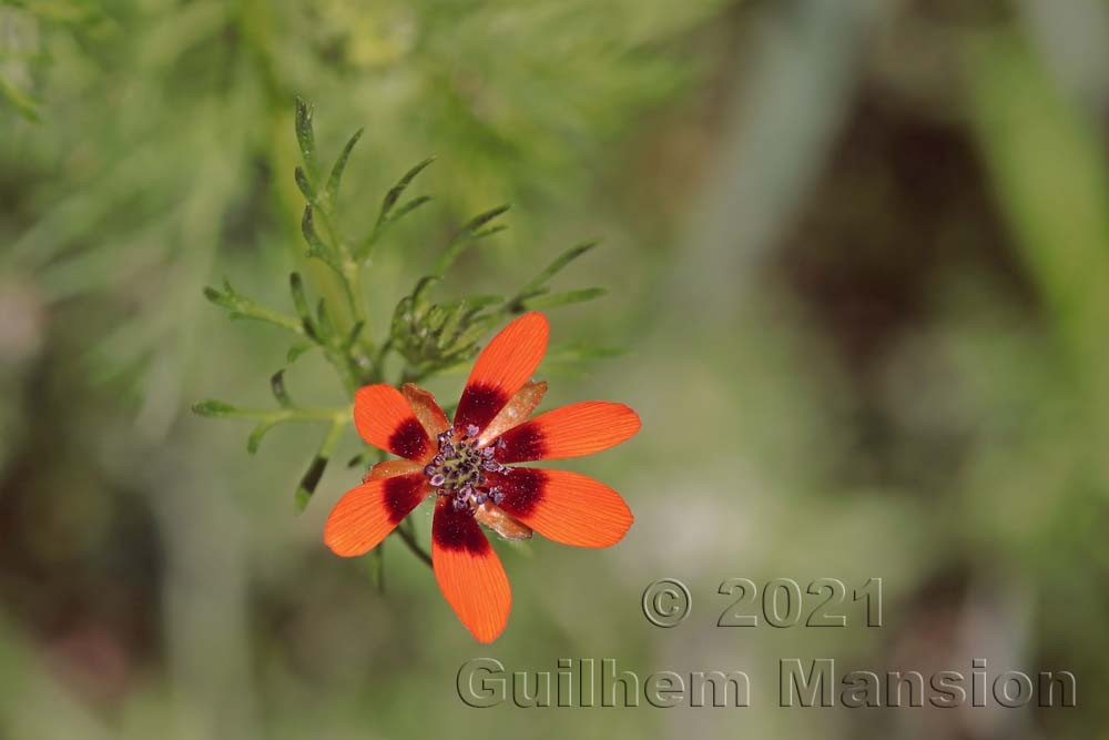 Adonis aestivalis