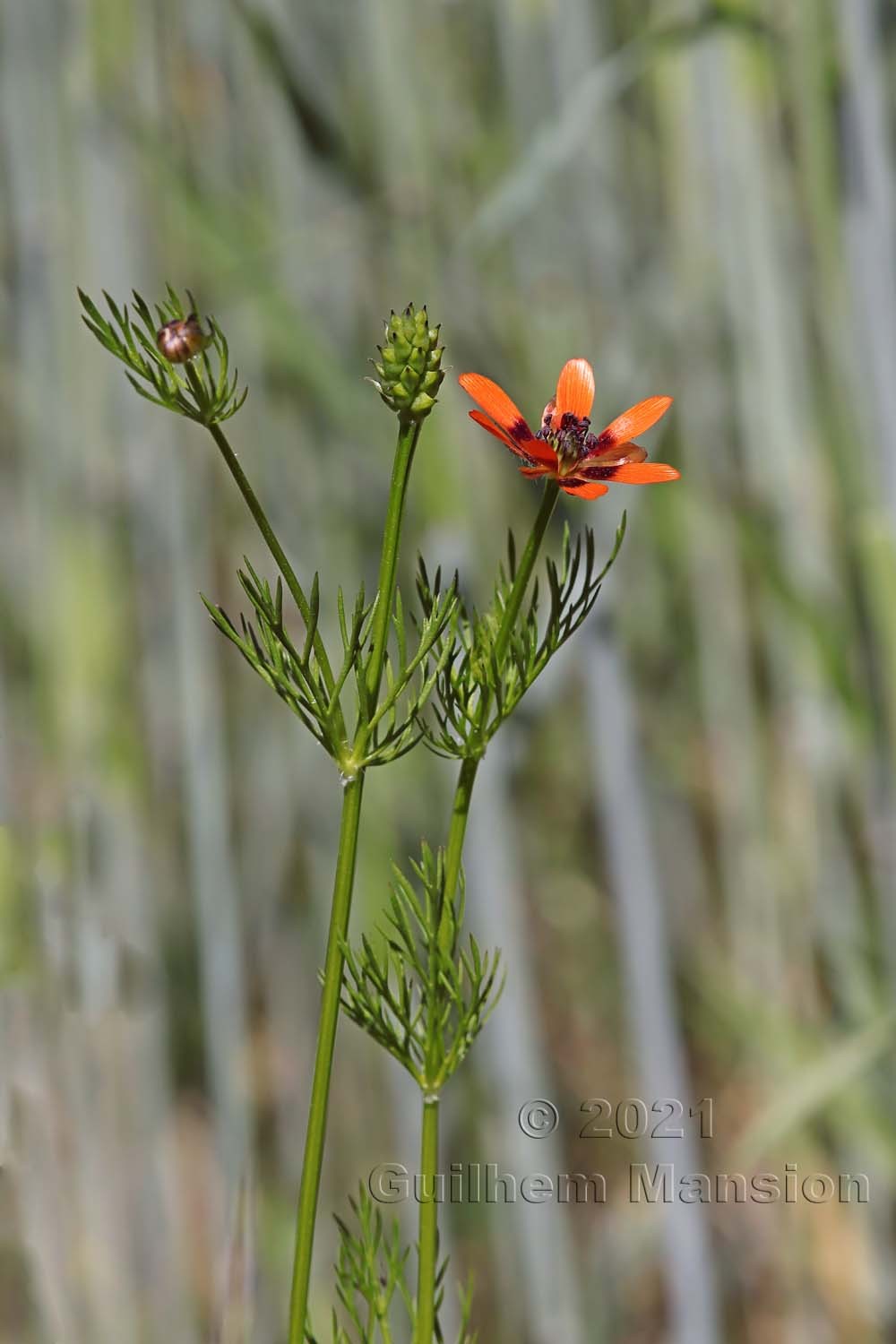 Adonis aestivalis