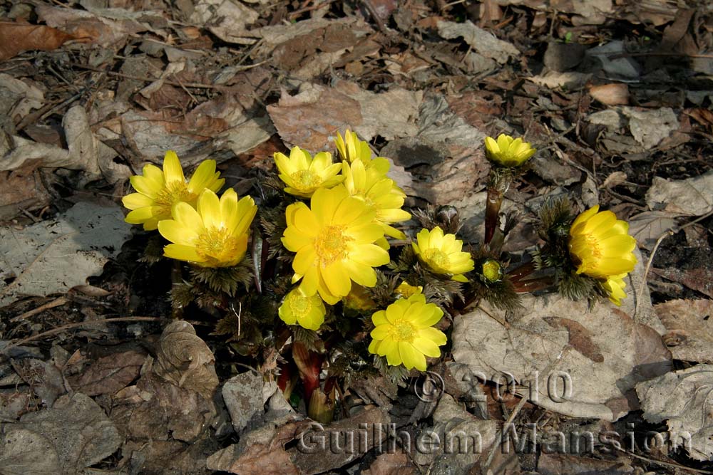 Adonis amurensis