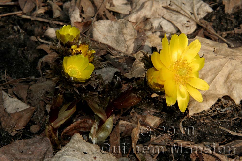 Adonis amurensis