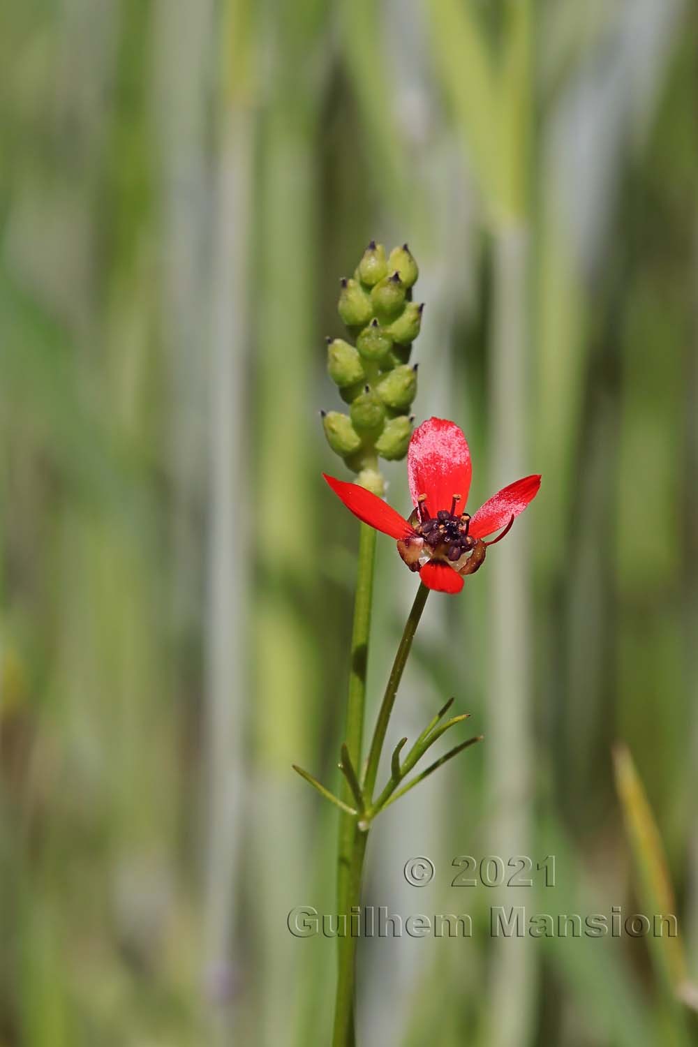 Adonis flammea