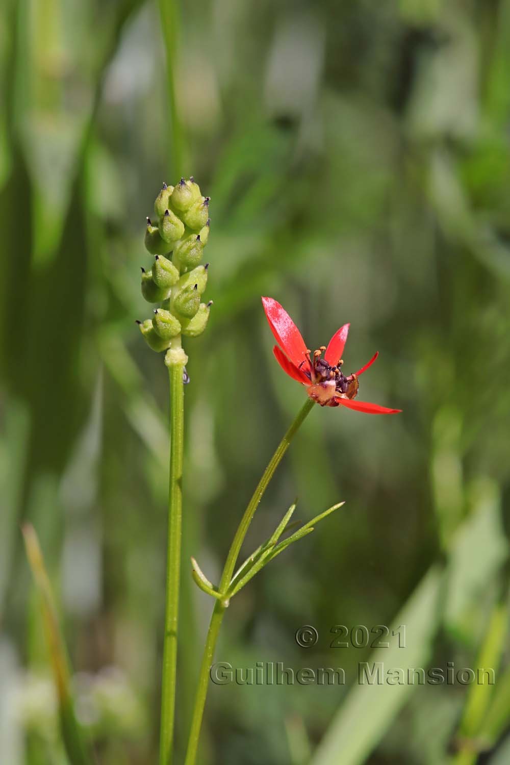 Adonis flammea