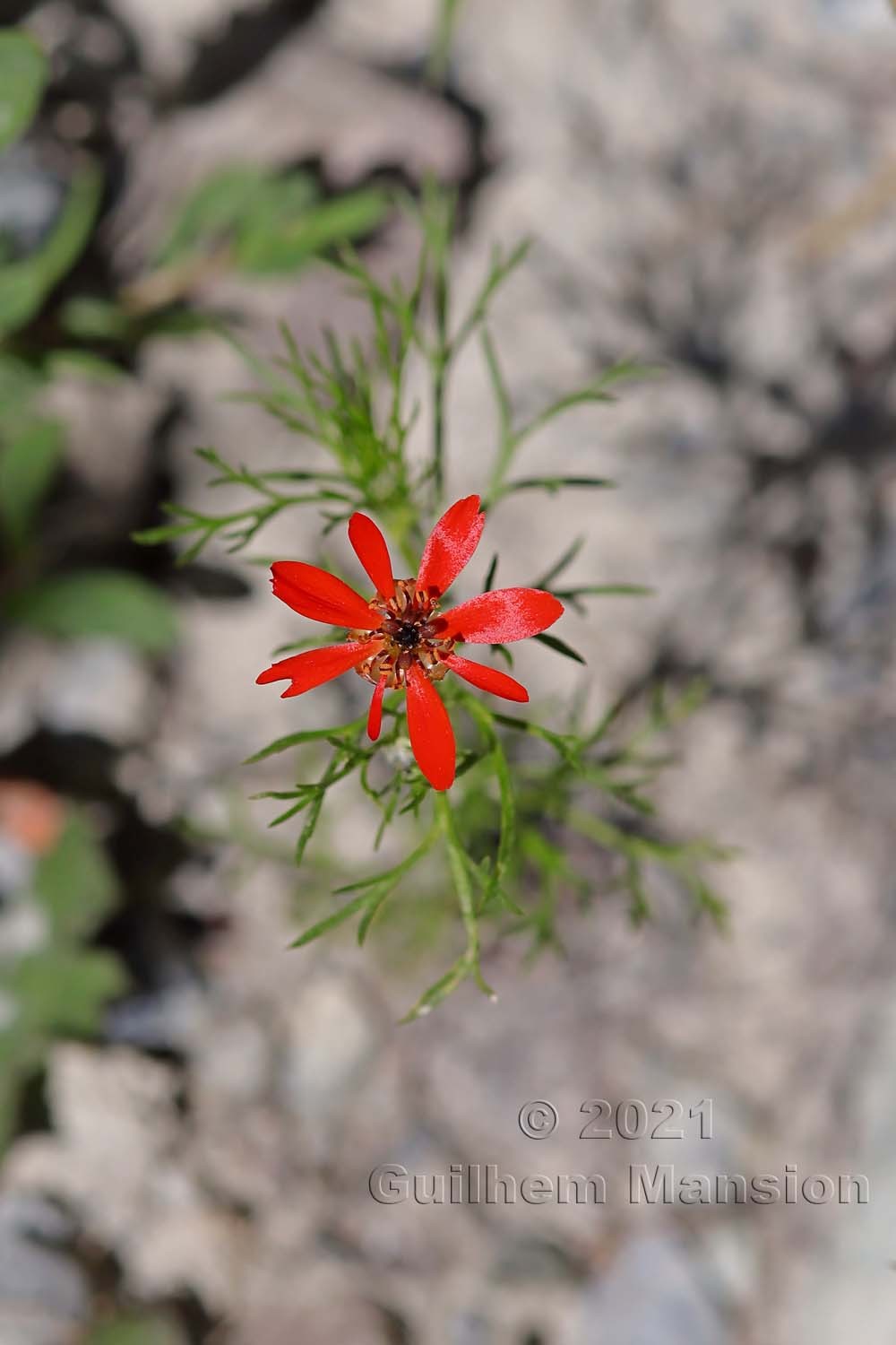 Adonis flammea