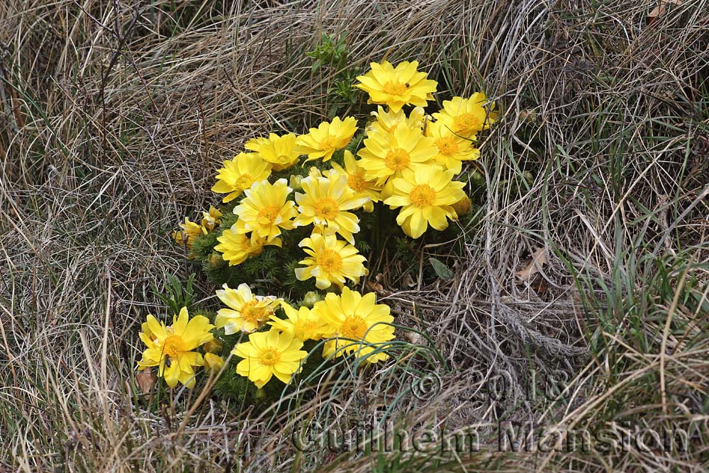 Adonis vernalis