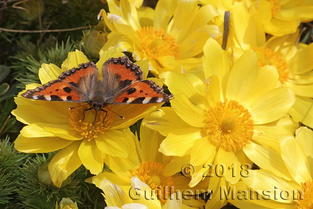 Adonis vernalis