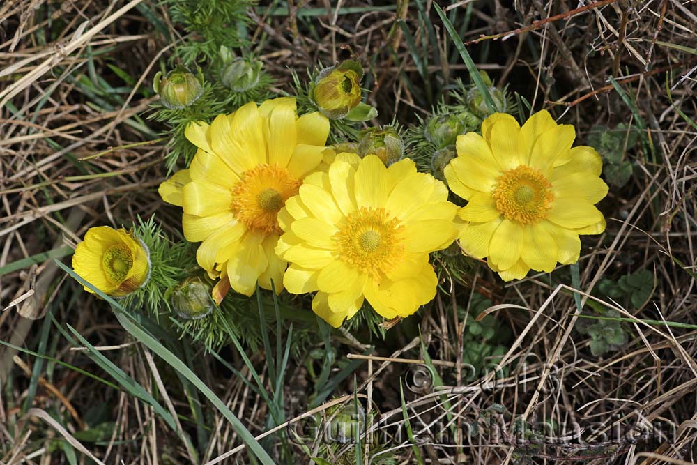 Adonis vernalis