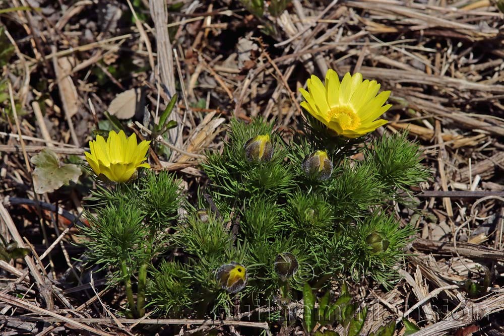 Adonis vernalis