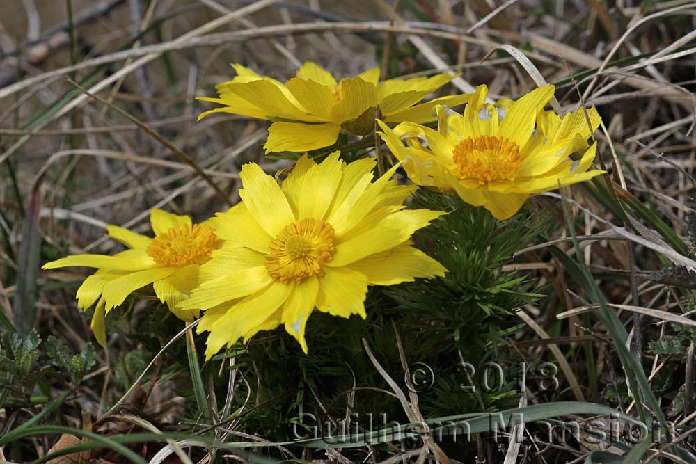 Adonis vernalis