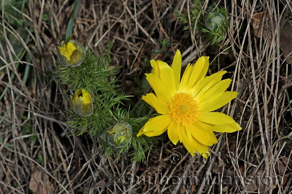 Adonis vernalis