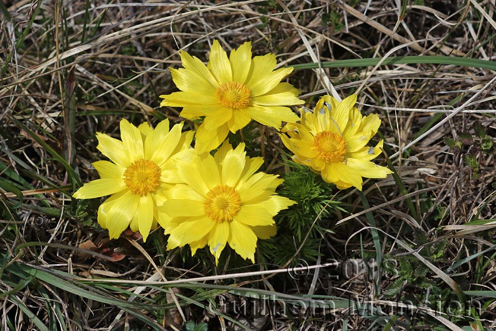 Adonis vernalis