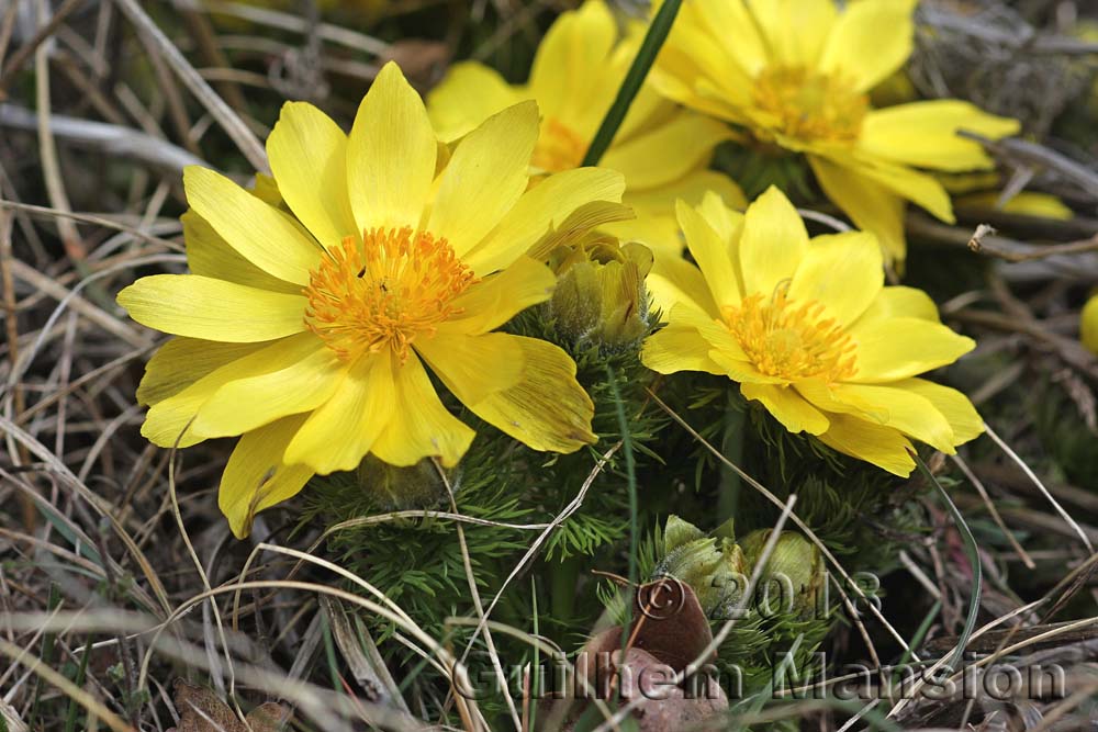 Adonis vernalis