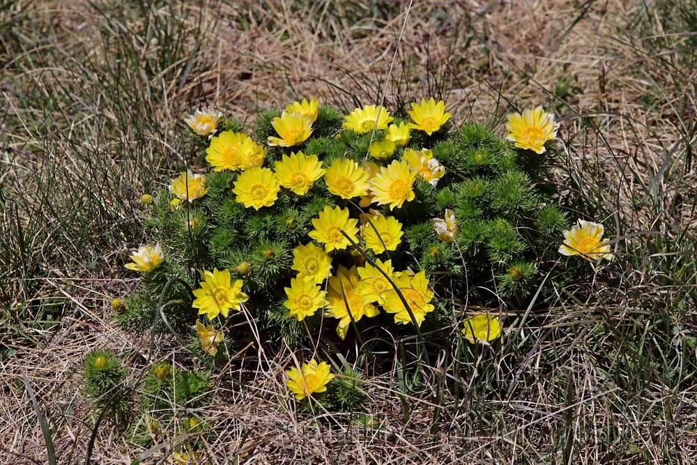 Adonis vernalis