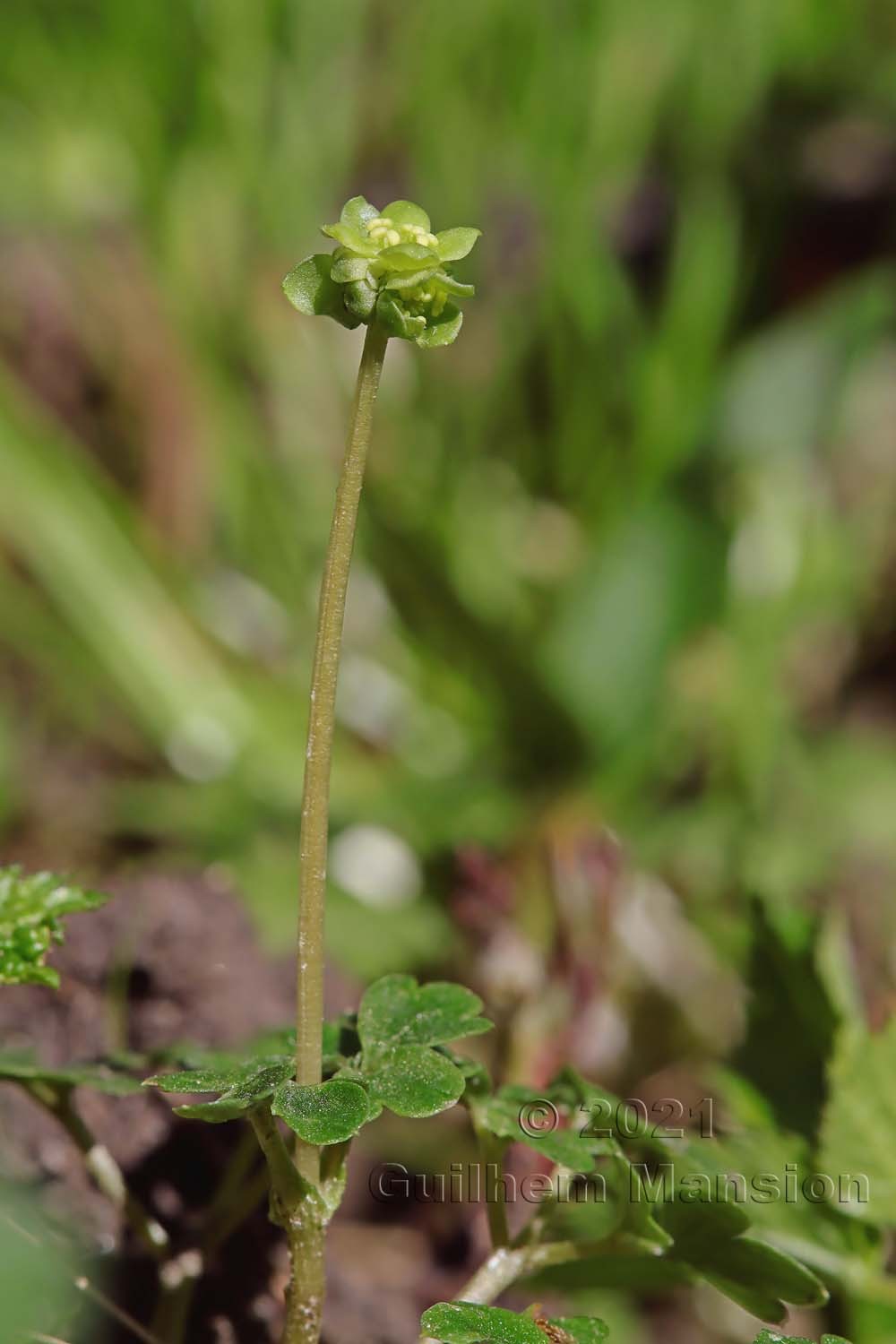 Adoxa moschatellina