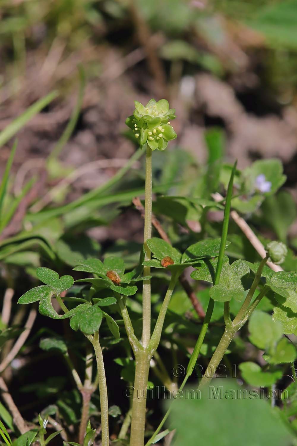 Adoxa moschatellina