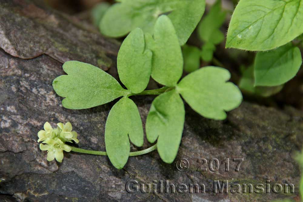 Adoxa moschatellina