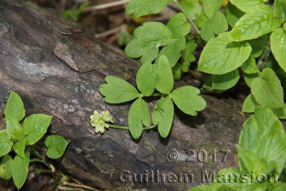 Adoxa moschatellina