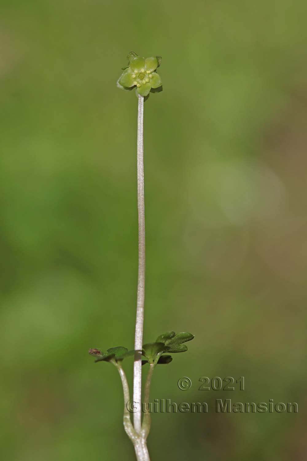 Adoxa moschatellina