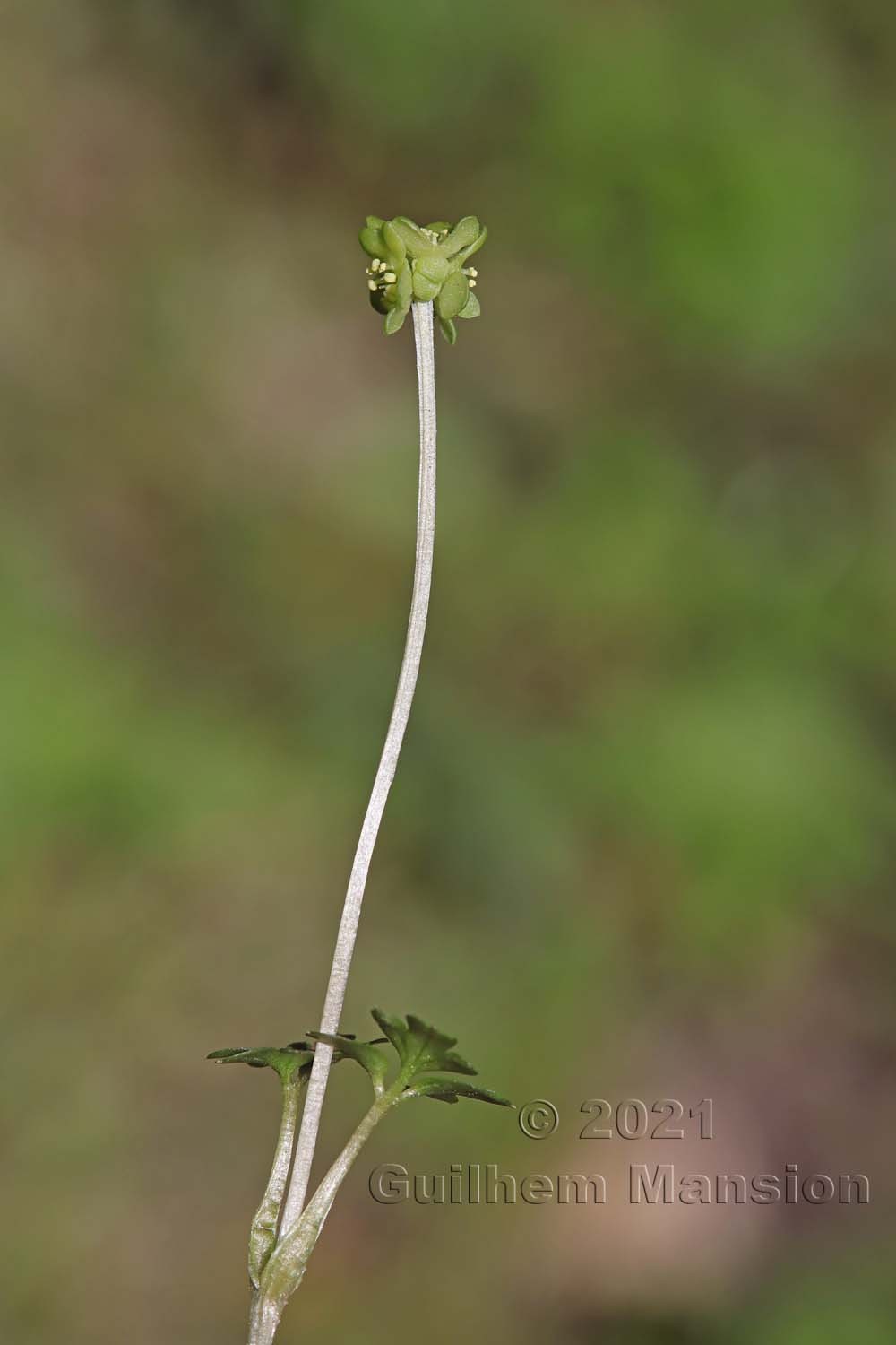 Adoxa moschatellina