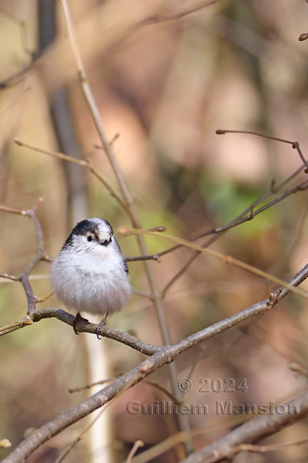 Aegithalos caudatus