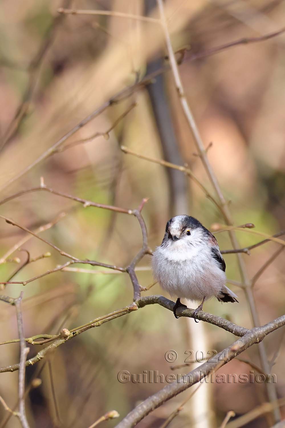 Aegithalos caudatus