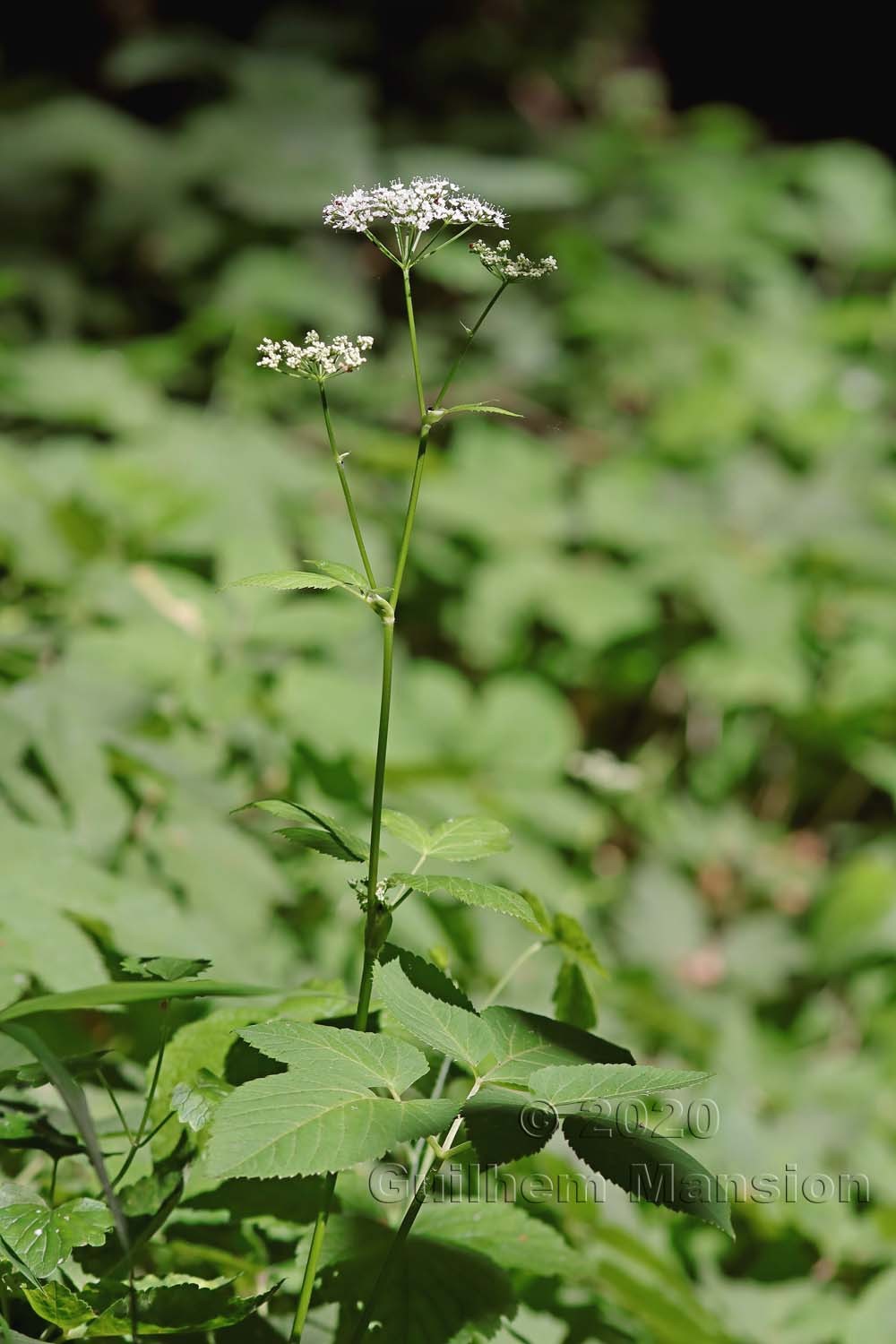 Aegopodium podagraria