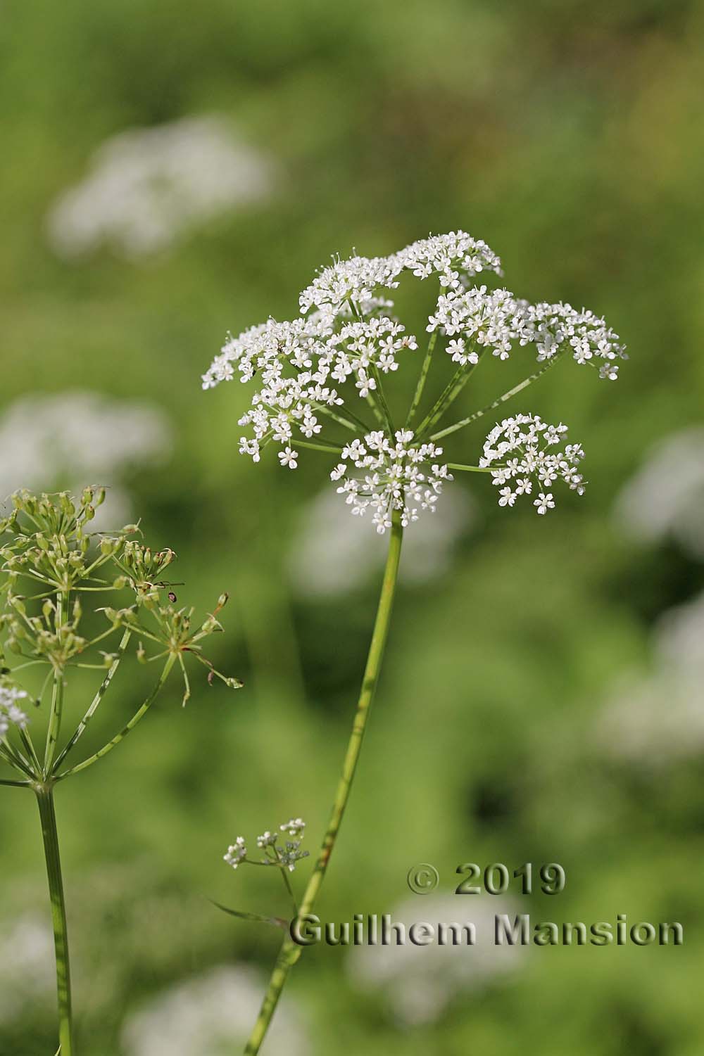 Aegopodium podagraria