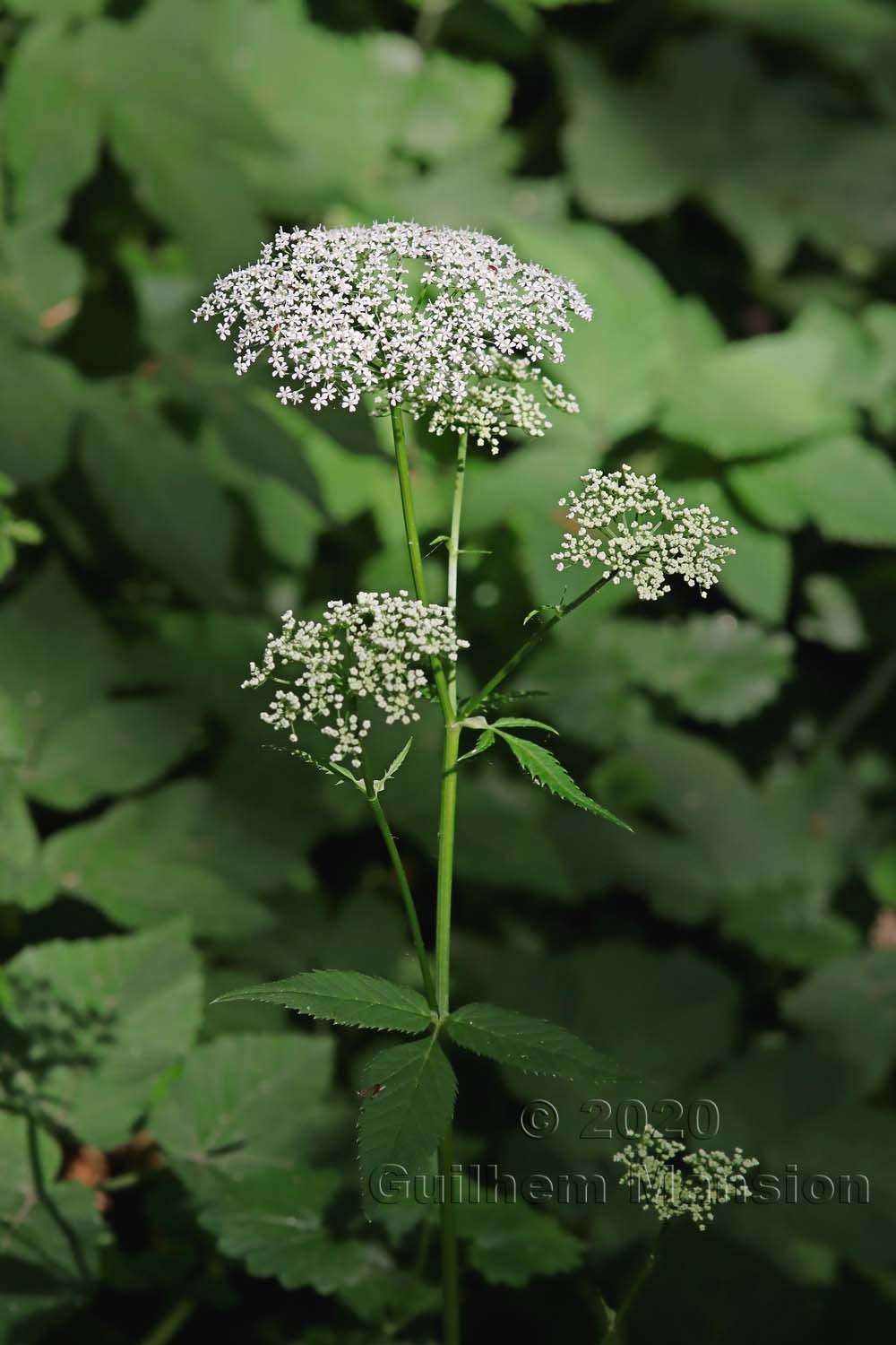 Aegopodium podagraria