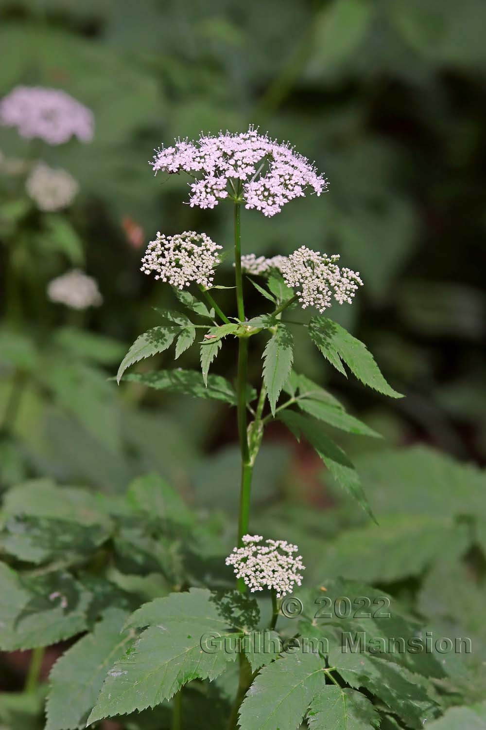 Aegopodium podagria