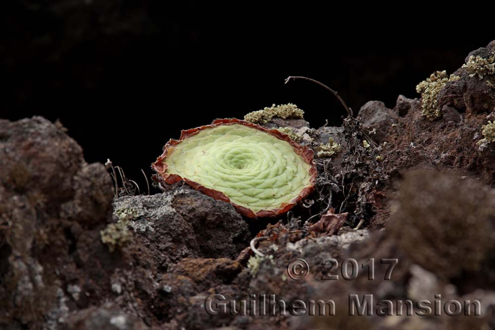 Aeonium tabulaeforme