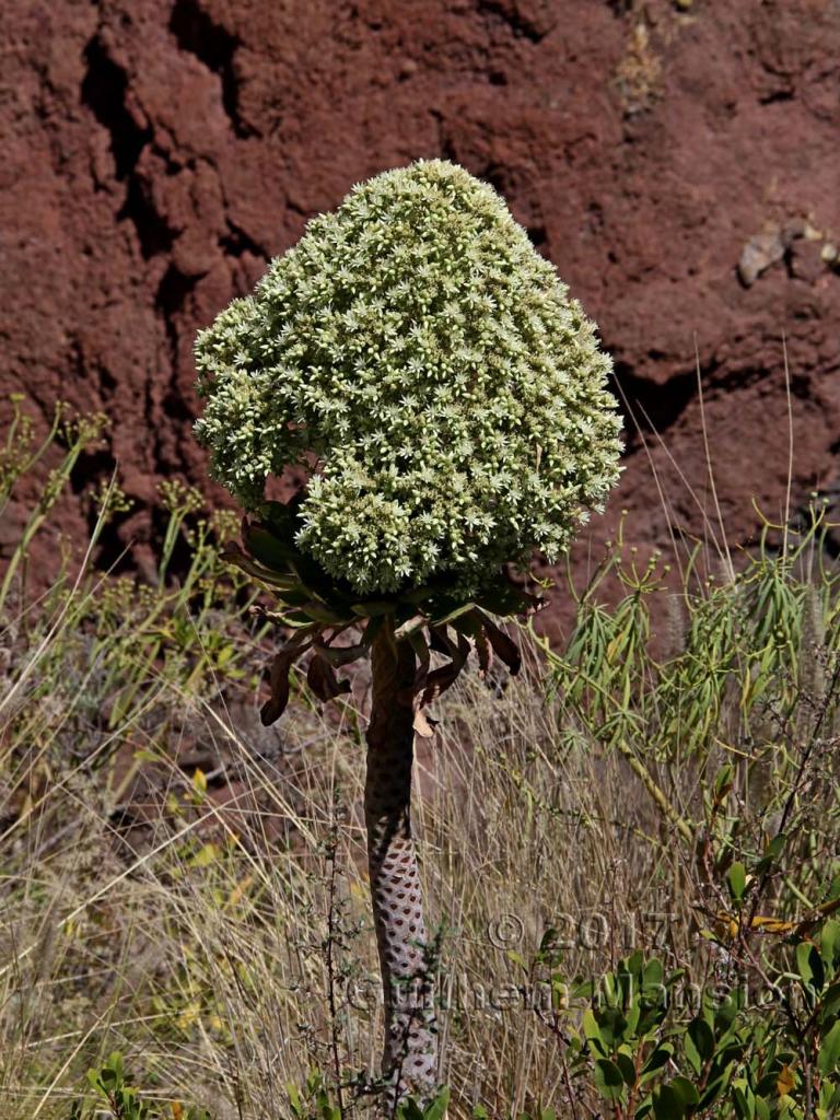 Aeonium urbicum