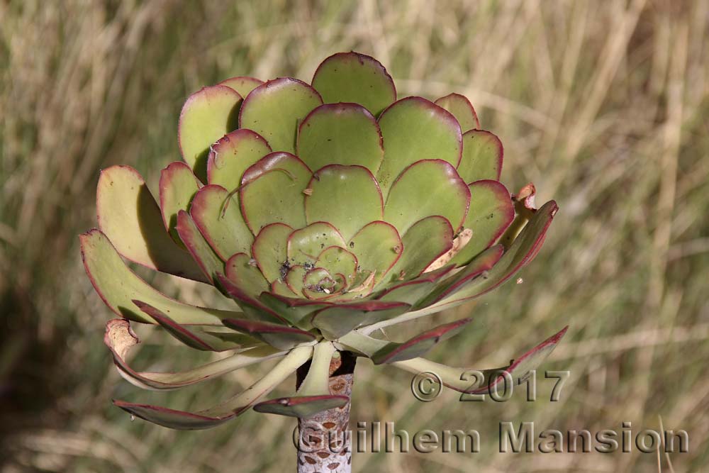 Aeonium urbicum