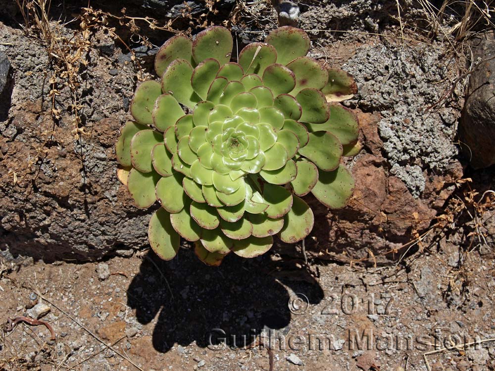 Aeonium urbicum