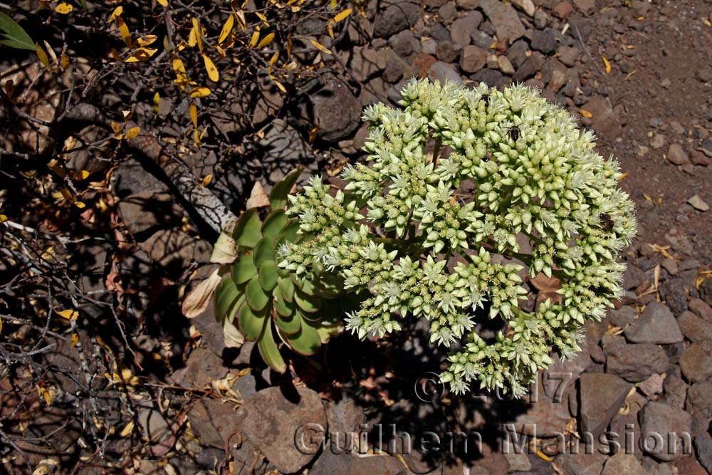 Aeonium urbicum