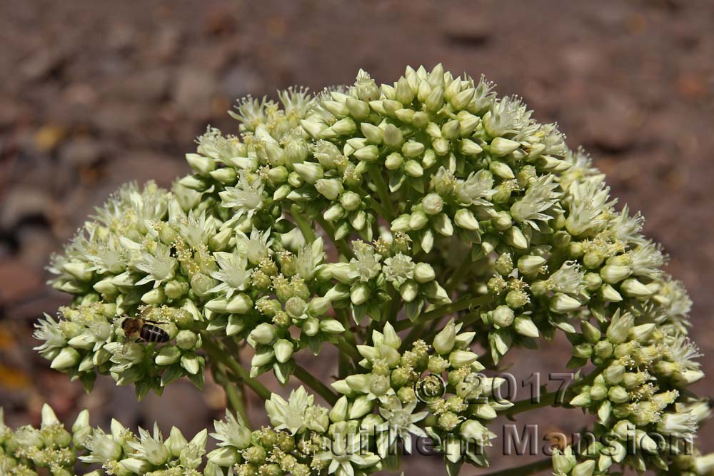 Aeonium urbicum