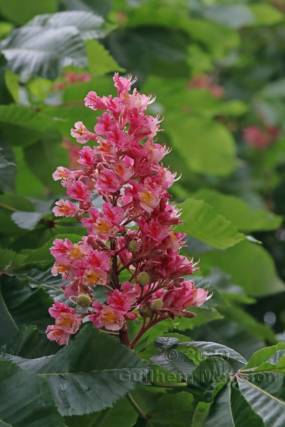 Aesculus hippocastanum