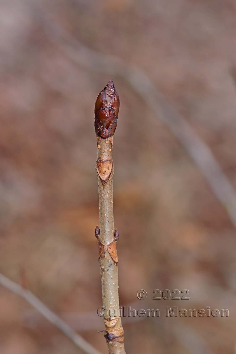 Aesculus hippocastanum