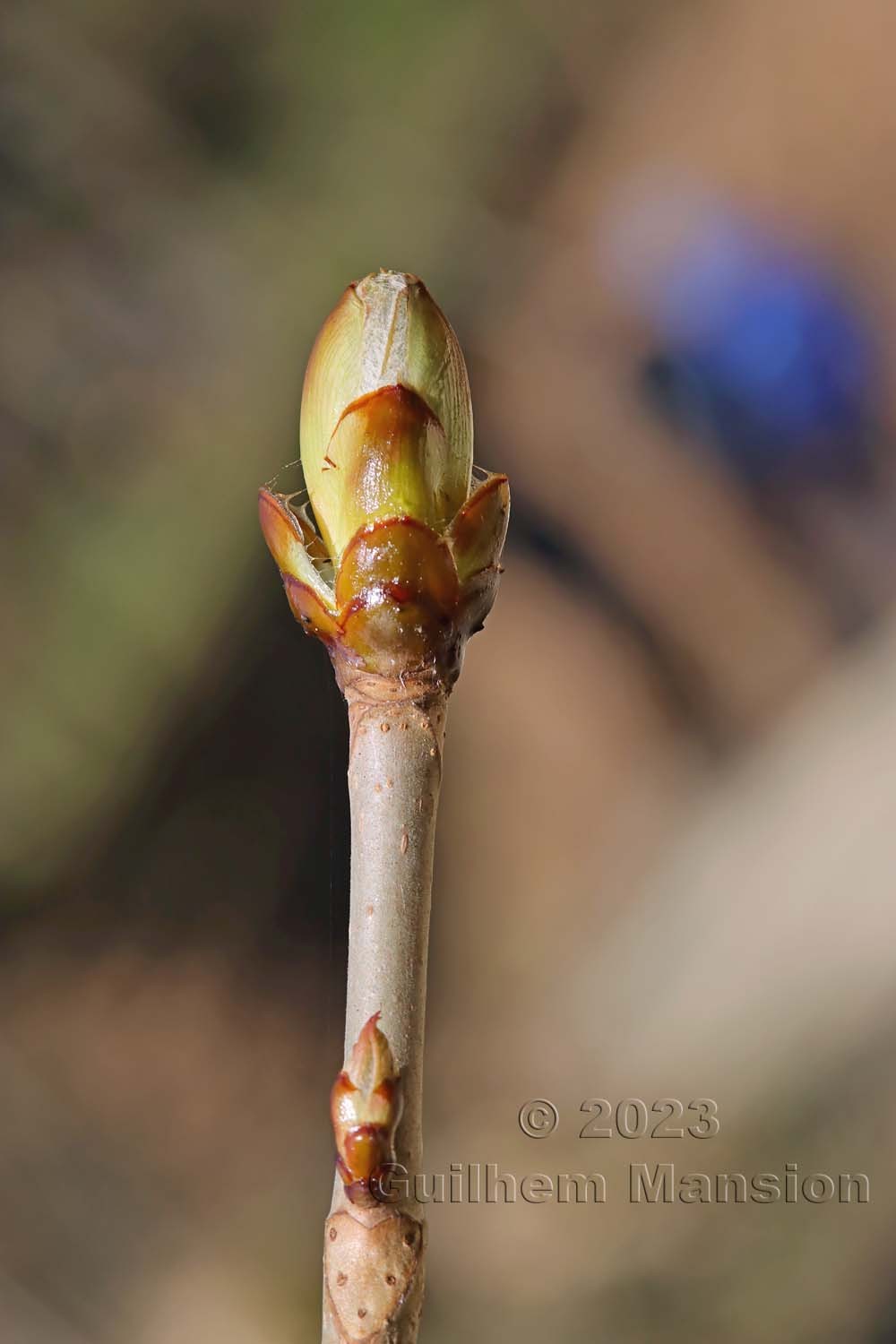 Aesculus hippocastanum