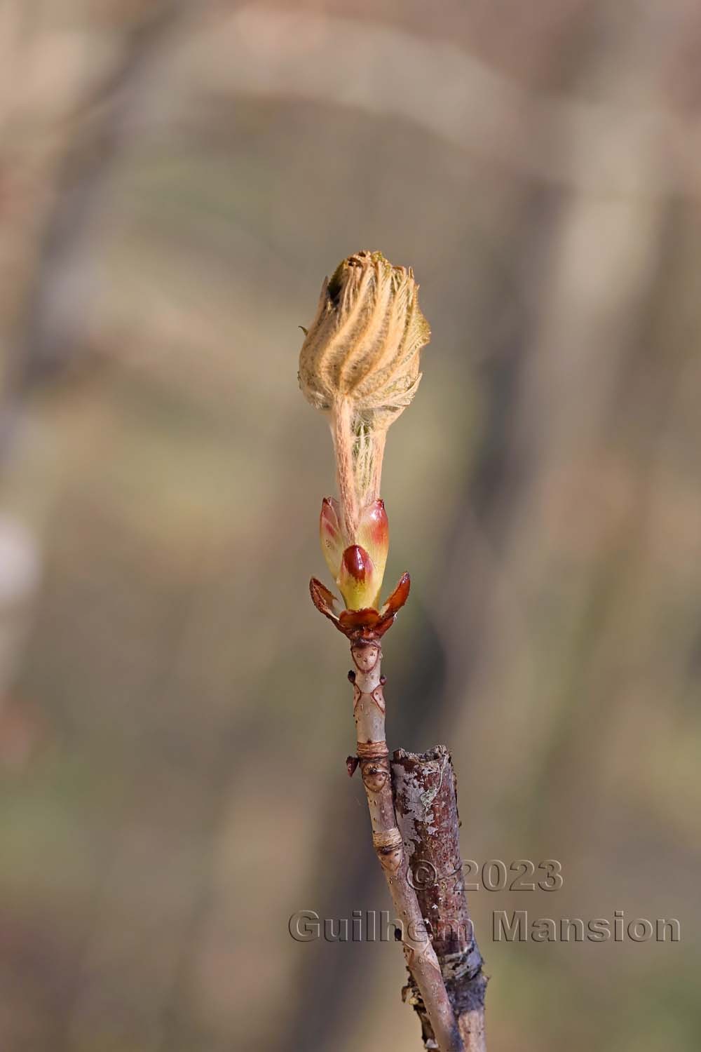 Aesculus hippocastanum