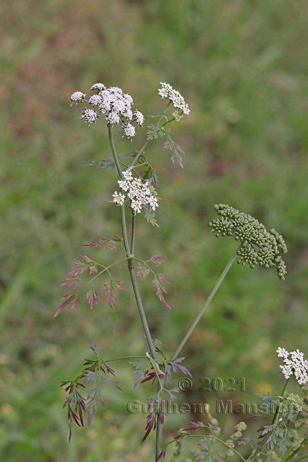 Aethusa cynapium