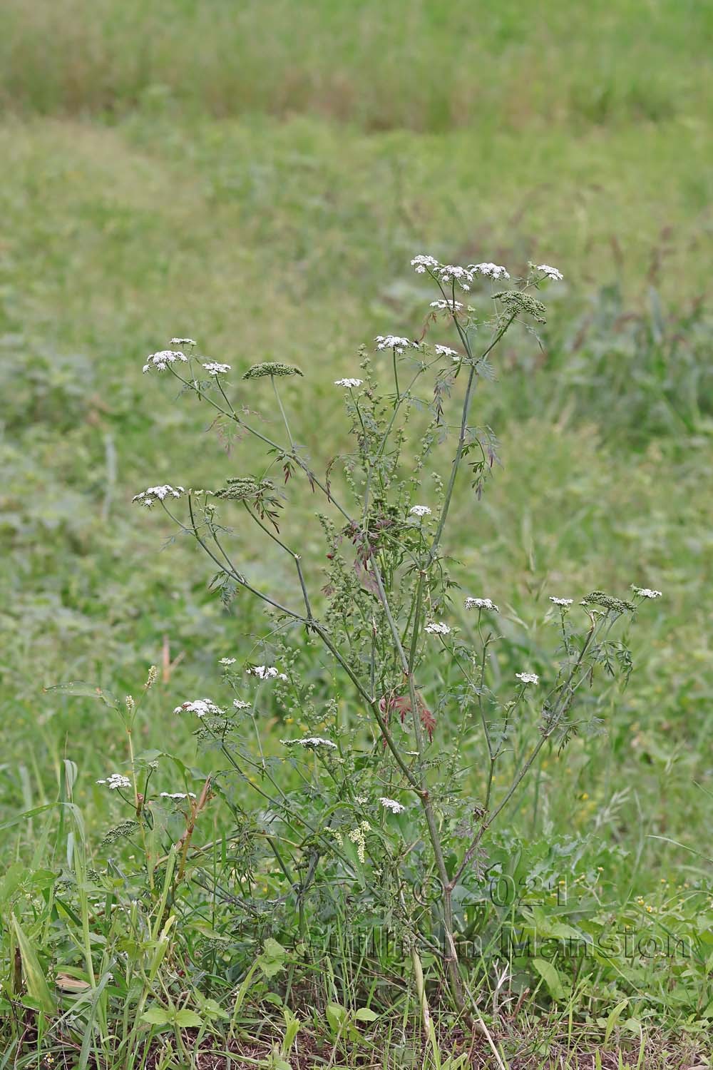 Aethusa cynapium