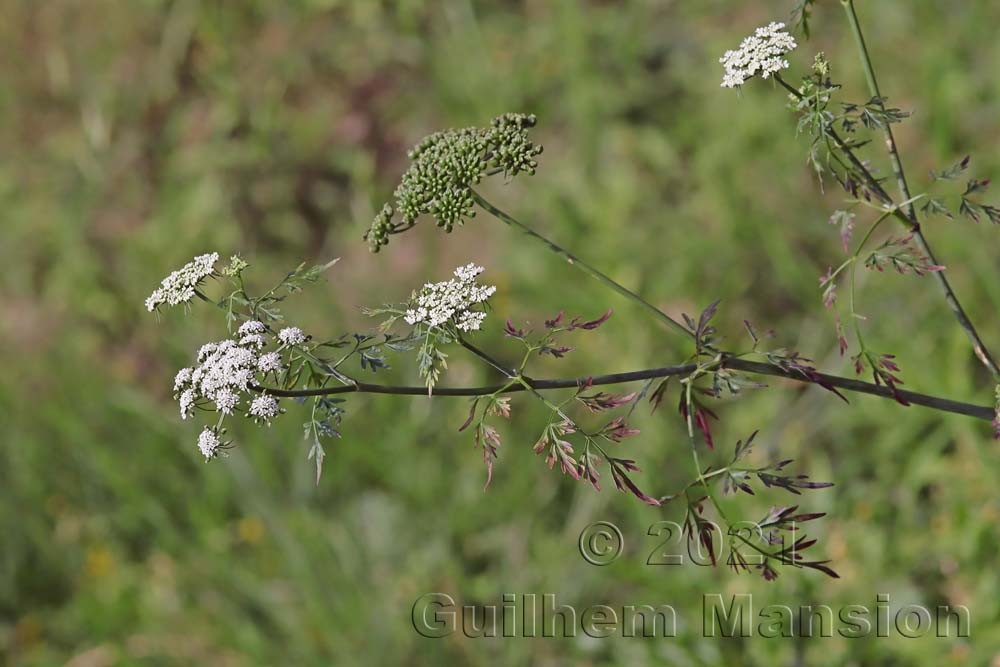 Aethusa cynapium