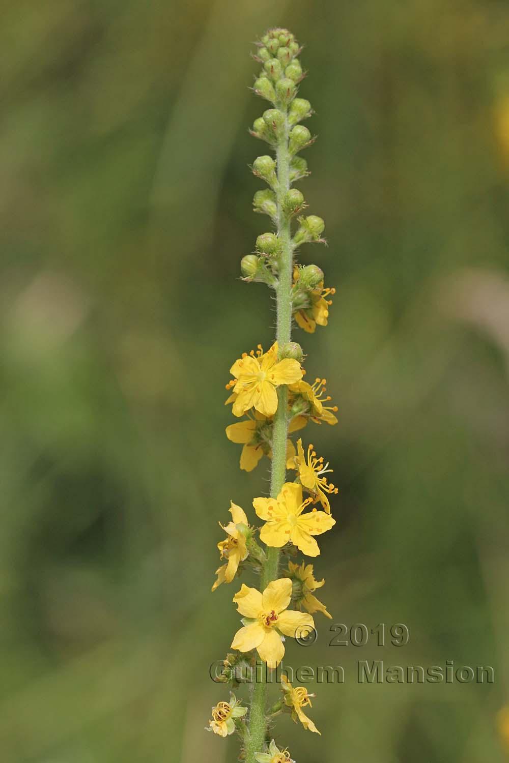 Agrimonia eupatoria